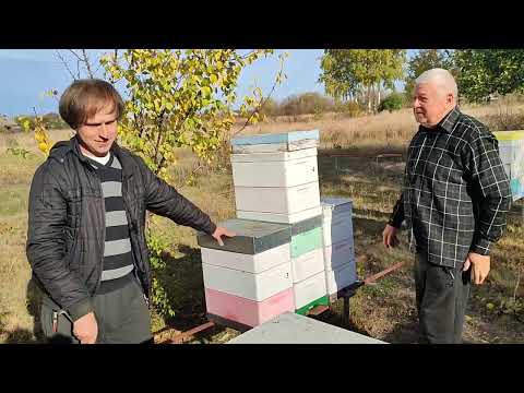 Видео: Пчеловодство.КОНЕЦ СЕЗОНА 2024