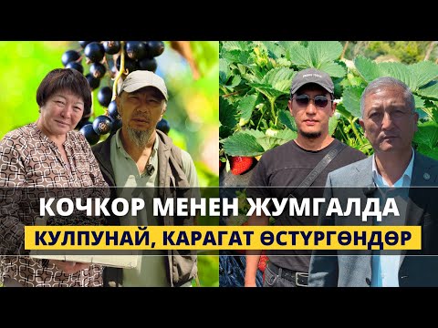 Видео: Жумгалда кулпунай алгачкы түшүмүн берип баштады