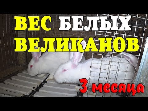 Видео: БЕЛЫЕ ВЕЛИКАНЫ / ВЕС 3 месяца