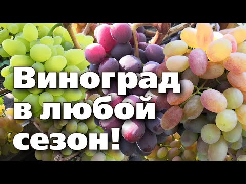 Видео: НАДЕЖНЫЕ СОРТА ВИНОГРАДА ДЛЯ СЕВЕРНЫХ САДОВ. Спокойная зимовка и отличные урожаи