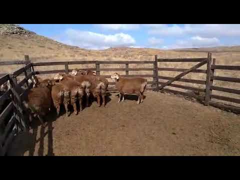 Видео: Едилбаевские