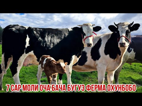 Видео: Гуночин моли оча бача бугуз арзон ферма Охунбобо 6 ноября 2025 г.