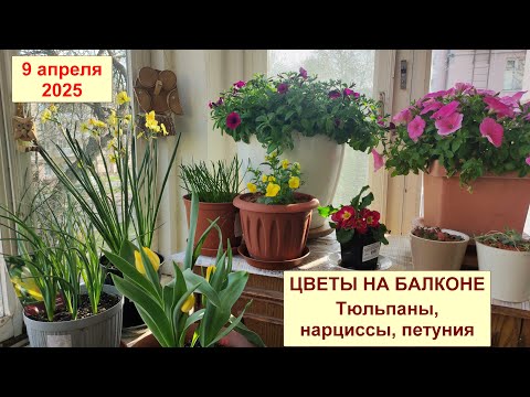Видео: Цветы на балконе. Цветение тюльпанов, нарциссов, петуний в апреле 2025