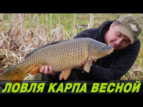 Видео: ЛОВЛЯ КАРПА НА ДИКАРЕ. НЕОБЫЧНАЯ ПРИКОРМКА ДЛЯ ВЕСНЫ. Отдых, рыбалка, шашлыки.