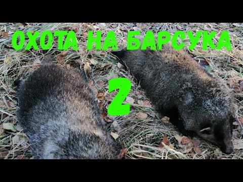 Видео: охота на барсука 2.