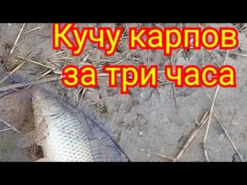 Видео: За три часа не на многих водоёмах можно столько наловить!