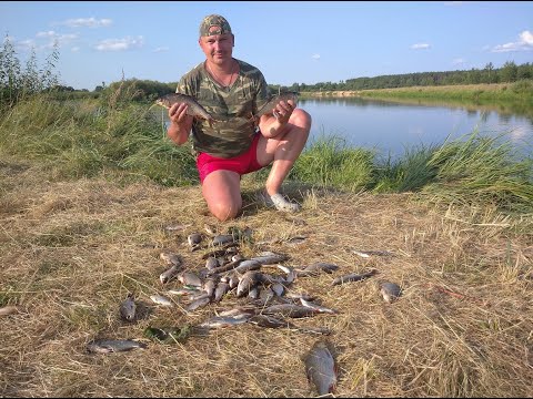 Видео: Рыбалка на реке Березина. Ловля плотвы на полудонку!