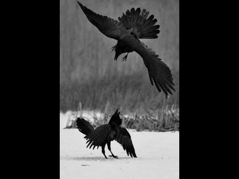 Видео: О соросятах, часть вторая   Concerning the supporters of George Soros politics 23 10 2025