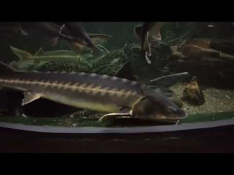 Видео: Эксклюзив с Егором Ивановым. Выпуск #50: Сочинский океанариум