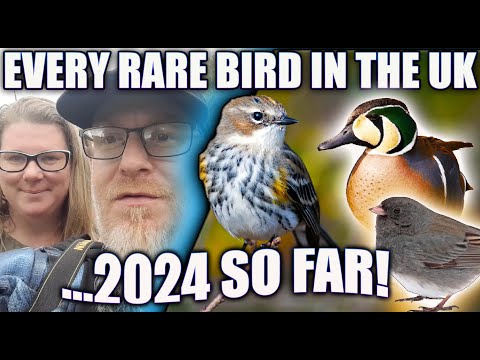 Видео: ВСЕ РЕДКИЕ ПТИЦЫ В ВЕЛИКОБРИТАНИИ НА СЕГОДНЯШНИЙ ДЕНЬ 2024 ГОДА!