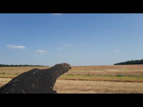 Видео: Уборка чечевицы красной. No-Till Кубань