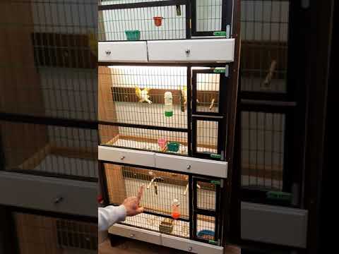 Видео: Клетки для птиц канареек дубовые