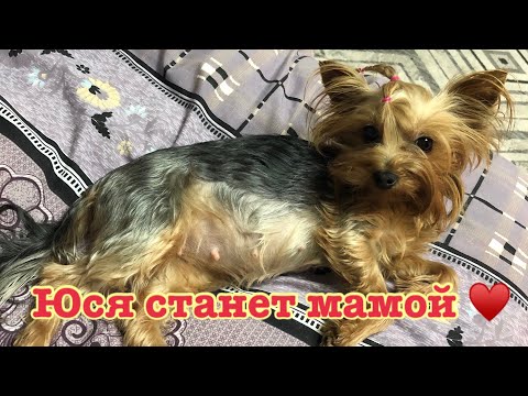 Видео: VLOG: БЕРЕМЕННОСТЬ МИНИ ЙОРКА,ПРИЗНАКИ, ЮСЯ БЕРЕМЕННА