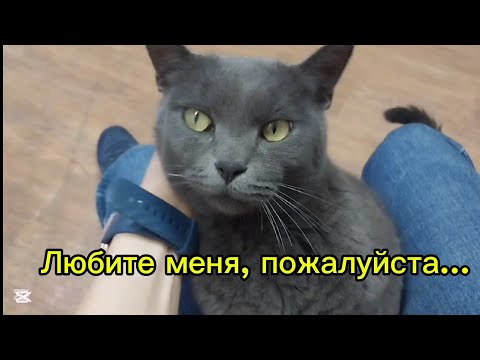 Видео: Я нашла кота на улице. Что было дальше?