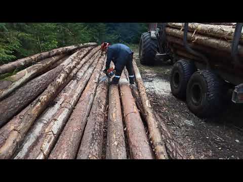 Видео: Заготовка сосны в болоте на т40, открутилась ступица.