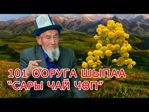 Видео: Көл Таңы 10 05 2023 | 101 ооруга шыпаа “САРЫ ЧАЙ ЧӨП”