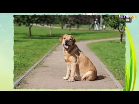 Видео: Cats&DogsTV - УДИВИТЕЛЬНЫЙ МИР СОБАК - ЛАБРАДОР РЕТРИВЕР / LABRADOR RETRIVER