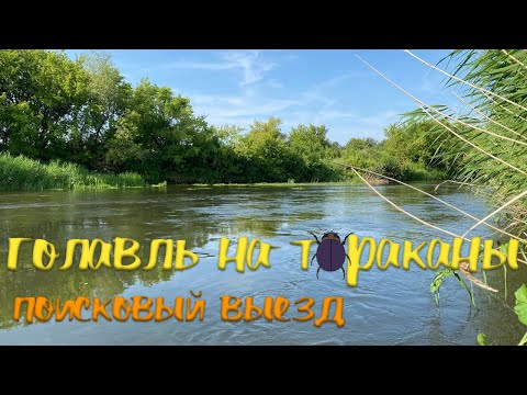 Видео: Голавль на тараканы. Поисковый выезд