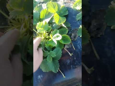 Видео: Выращивание клубники в ленобласти, саженцы клубники ,посадка этого года ...