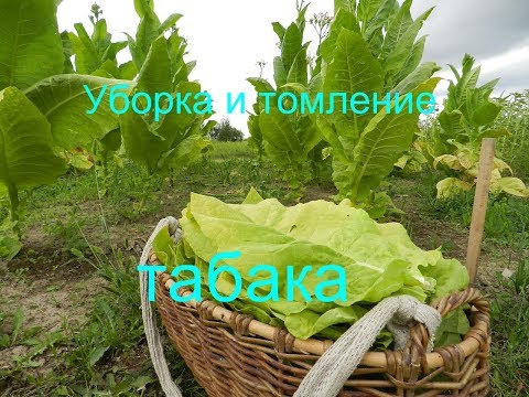 Видео: Уборка и томление табака (выращивание табака 2019) Часть 12