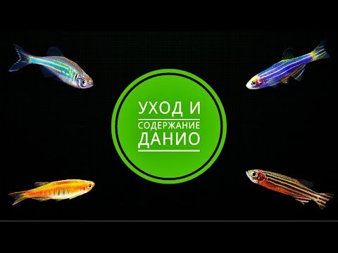 Видео: Уход и содержание Данио