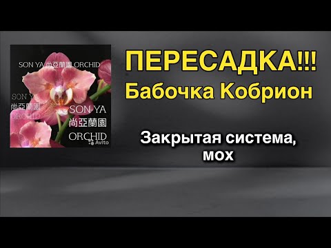 Видео: Взрослая орхидея меняет систему посадки и грунт!