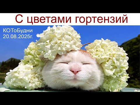 Видео: Бокал вина с ароматом гортензий  или КОТоБудни середины августа, 20.08.2025г.