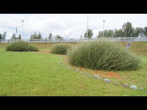 Видео: Русская ива. Видео-обзор сорта ивы - "Маяк 2"