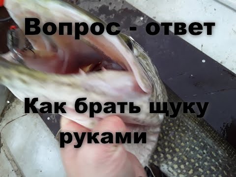 Видео: Ответы подписчикам. Как брать щуку руками.