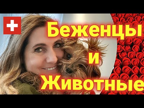 Видео: Ввоз домашних животных в Швейцарию| ВАЖНО!