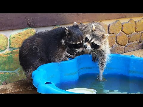 Видео: ЕНОТЫ на курорте / Лиса радуется встрече с хозяйкой и готовится к отъезду