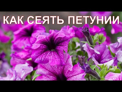 Видео: Как сеять Петунии