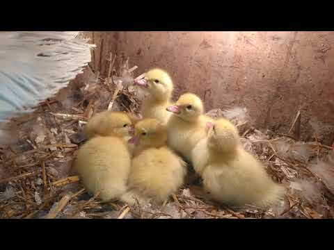 Видео: Февральские утята, проращивание зерна для птицы, куриные истории