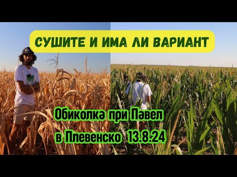 Видео: Засушаванията и как да сме устойчиви - No Till при Павел Стоименов -13.8.2024