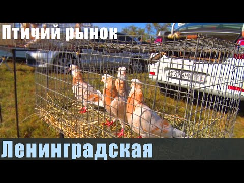 Видео: Птичий рынок. Ленинградская. Часть 3. [11.09.2022]