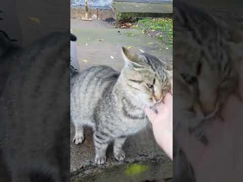 Видео: Балерина Ждала У Подъезда) 🔥