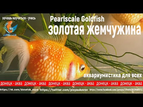 Видео: золотая жемчужина, Carassius auratus auratus, ikan emas, Goldfisch, auksinė žuvelė