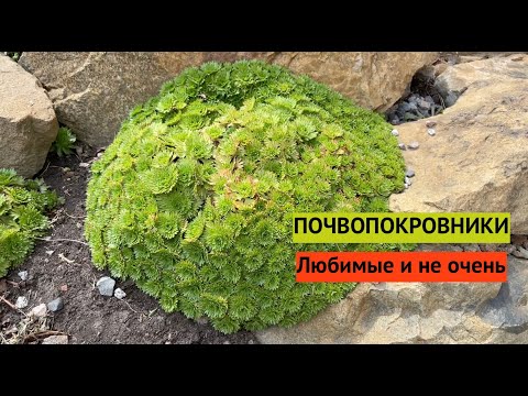 Видео: Лучшие ПОЧВОПОКРОВНИКИ в моём саду и те, которые истребляю :)