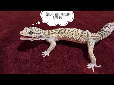 Видео: Демонические звуки исчадия ада. Ну, какое исчадие, такие и звуки