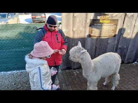 Видео: ЗАКОПАНЕ зимой .  Губалувка . Альпаки . Лыжи . Grand Hotel Stamary . Каспровы Верх .