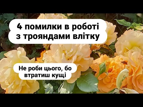 Видео: Троянди в спеку. Як не нашкодити/roses in the heat. how not to harm