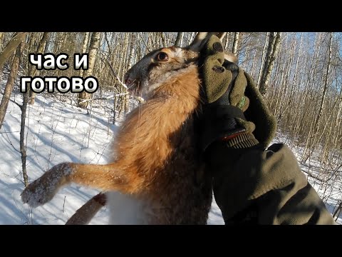 Видео: охота на зайца с эстонской гончей. быстрая и простая охота.