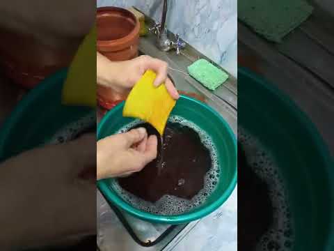 Видео: пиявки. выращивание дама. Первое кормление нитчатки.