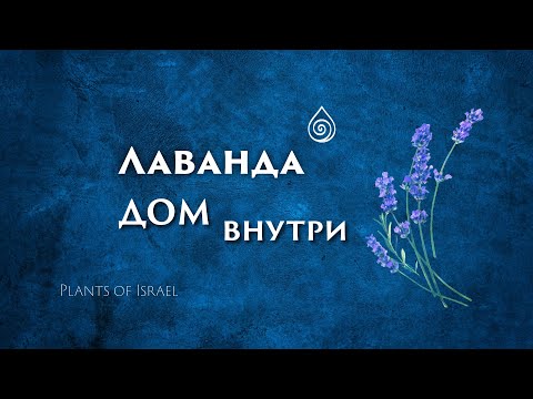 Видео: Тайна растений Израиля: Лаванда (Lavandula) | Внутренний дом и аромат