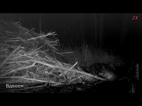 Видео: КАК БОБРЫ СТРОЯТ ХАТКУ часть 3. HOW BEAVERS BUILD A HUT part 3