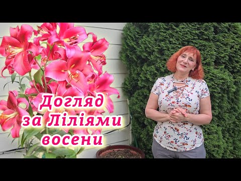 Видео: Як доглядати за Ліліями після цвітіння 🍂❄️ Обрізка та підготовка до зими