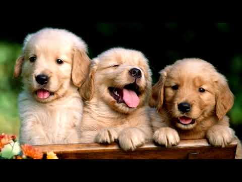 Видео: ЛАЙ СОБАКИ 10 ЧАСОВ