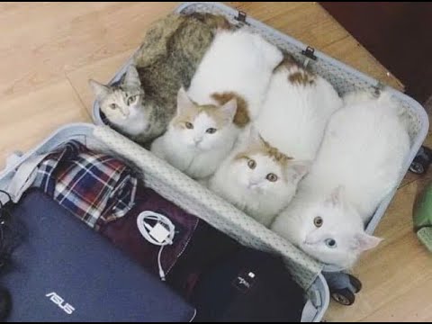 Видео: 🐕 К отпуску готовы! 😸 Смешное видео с собаками, кошками и котятами! 🐈