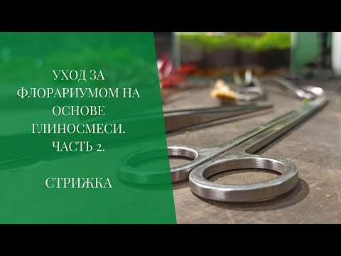 Видео: Уход за флорариумом на основе глиносмеси. Часть 2. Стрижка