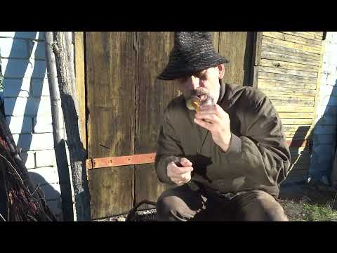 Видео: Грибы .